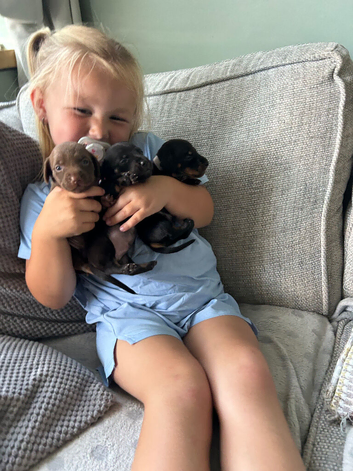 Miniature dachshund puppy's for sale