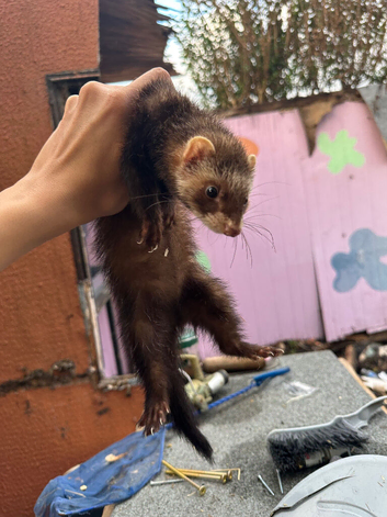 Half micro polecat