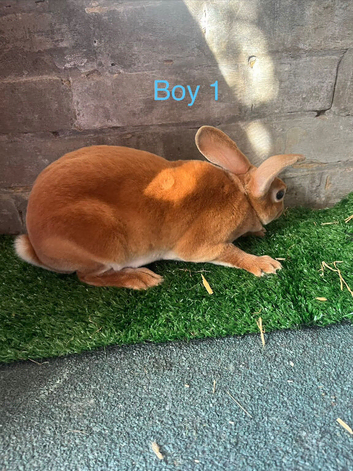 Rex bunny&rsquo;s