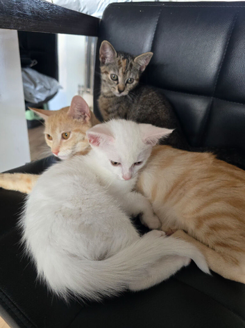 2 kittens for sale