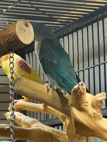 Blue female alexandrine for sale