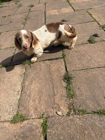 Miniature dachshund wire long