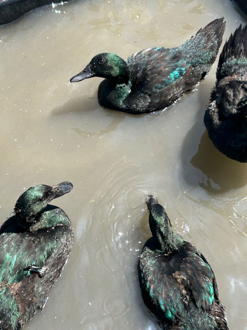 EADT INDIAN DUCKS