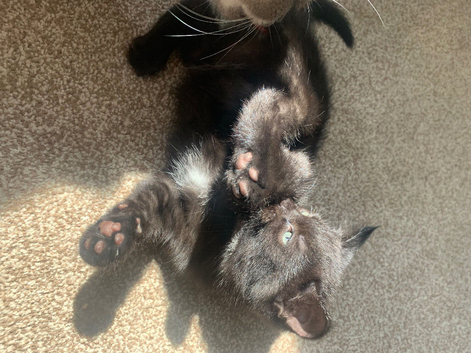 Black kitty ready to go