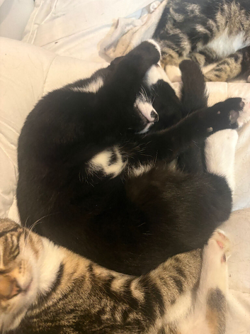 Male mixed bengal 4 months old ready to go