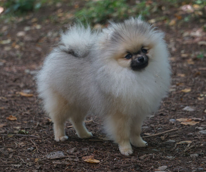** Stunning TINY Pomeranian Girl **