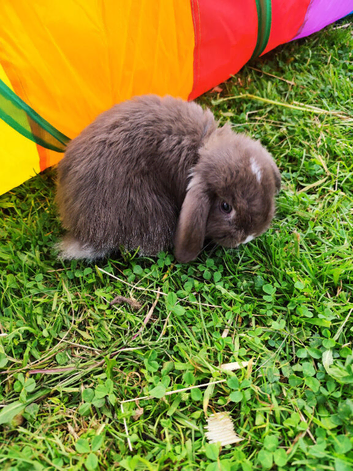 Last Pure Breed Mini Lops Chocolate Otters
