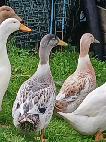 Silver Appleyard  Ducklings
