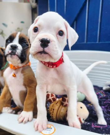 READY NOW! Quality KC Registered White Boxer Puppies