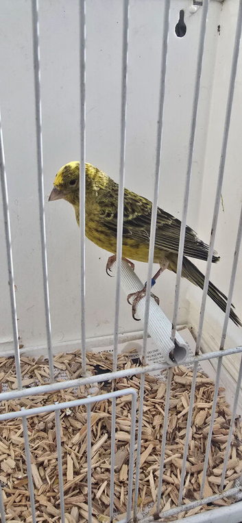 BEAUTIFUL COCK OF LIZARD CANARY