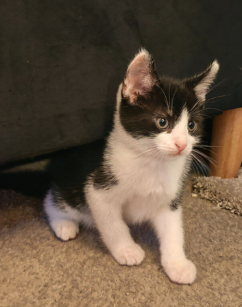 2 kittens for sale