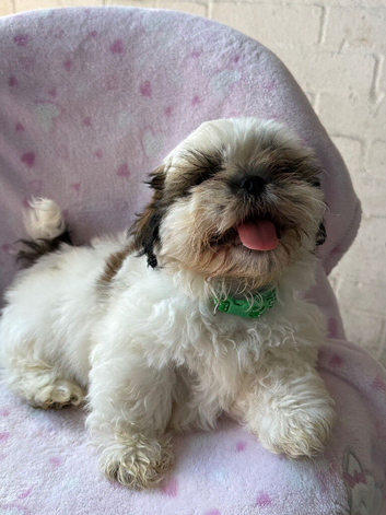 Beautiful Shih Tzu Puppies for Sale