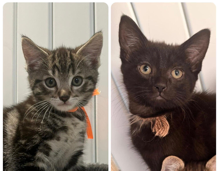 Main Coon / Bengal Mix 2 Boys