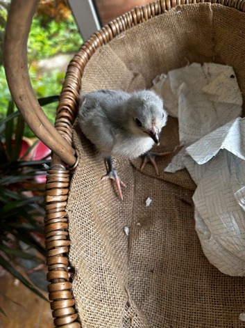 Chicks of various breeds