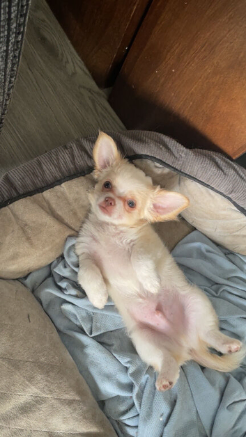 Chihuahua boy puppies
