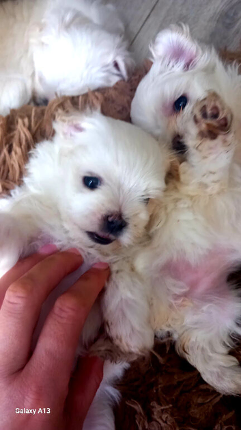 2 Miniature malteses girls for sale