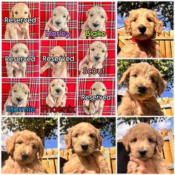 Australian Labradoodle Puppies