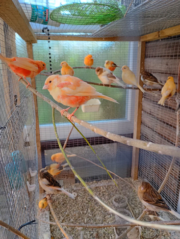 Colour canaries for sale