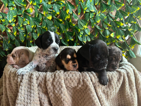 French bulldog x Show cocker spaniel pups