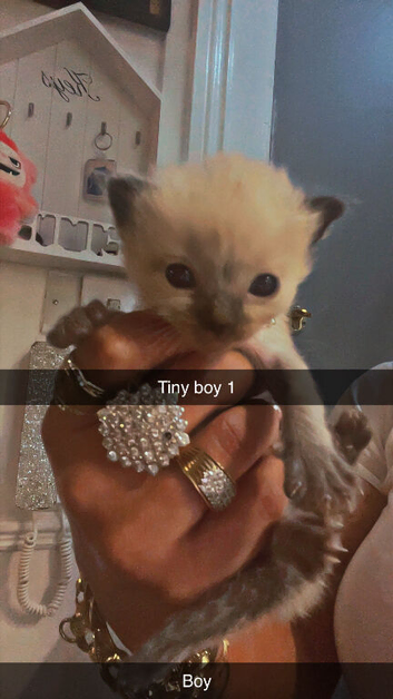 Litter of 5 ragdoll kittens