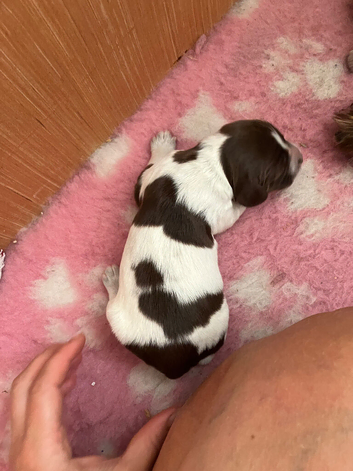 Sprocker last girl left