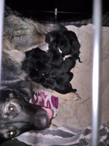 Akita x German shepherd F1B puppies