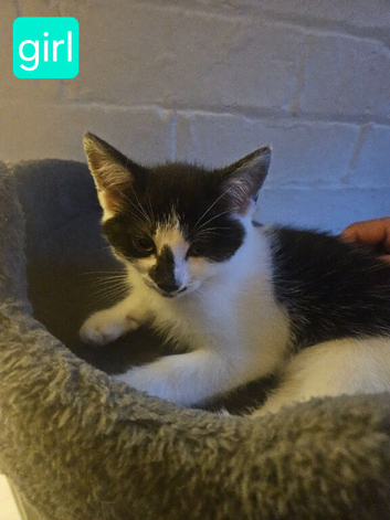 Kittens