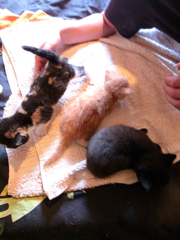 3 kittens looking for forever homes