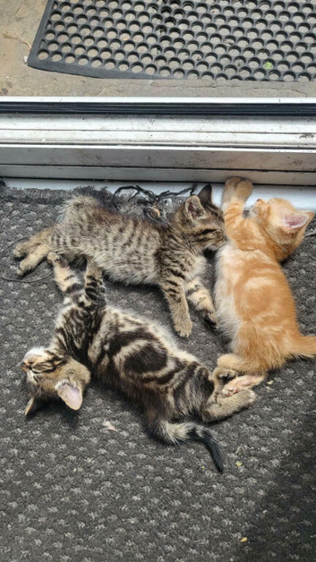 Three beautiful kittens