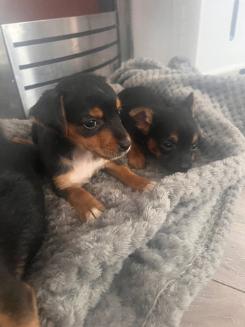Chorkie