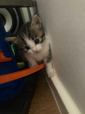 Kittens
