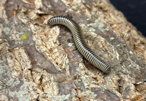 millipede set up