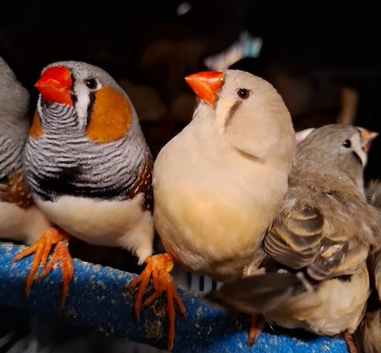 Zebra finches and other types available