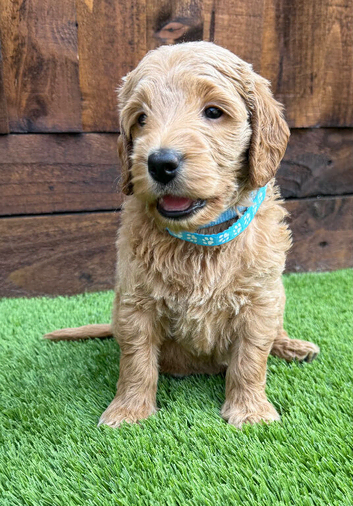 Sunning littler of Australian Double Doodles from Health screened parents