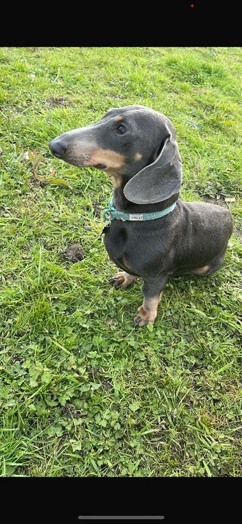 Blue boy Available for STUD