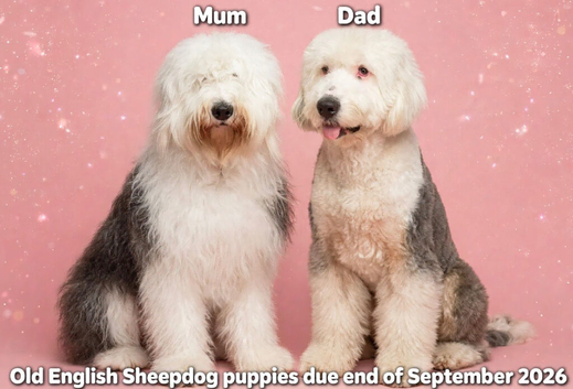 Old English sheepdog puppies due September!