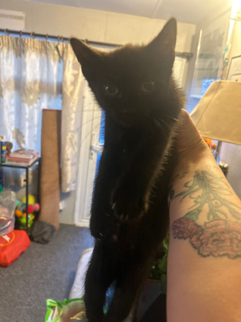 2 kittens