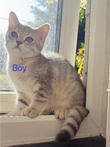 British Shorthair!