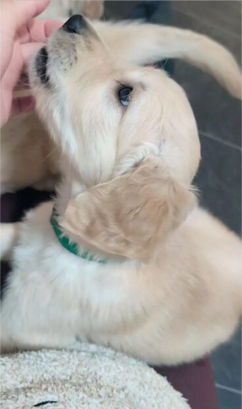 Title: Beautiful Labrador Retriever Puppies &ndash; 4 Boys & 5 Girls Available | Ready for Loving Homes Soon