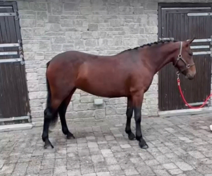 Beautiful 13.2h registered Connemara mare alrounder