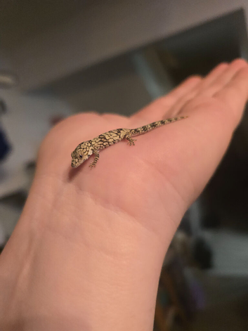 Baby chameleon gecko