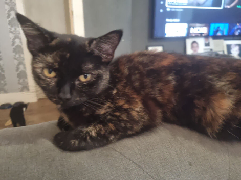 British shorthair mix rehoming