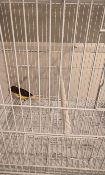 Canaries