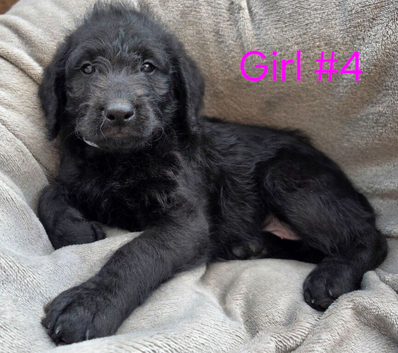 F1 labradoodles