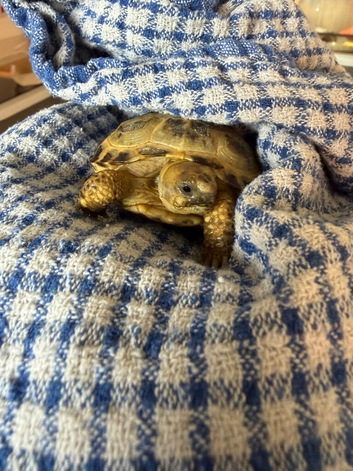 Tortoise for sale
