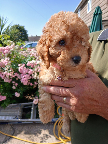 1 last pretty little cockapoo girl 9 weeks ready to go to forever home