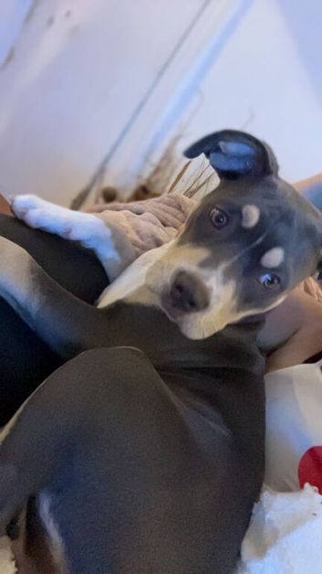 Cane corso x American pocket bully