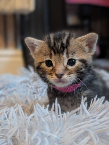 Kittens