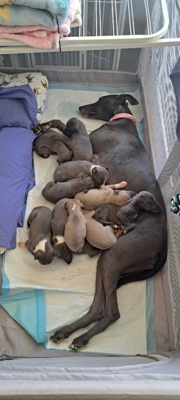 Whippet for sale