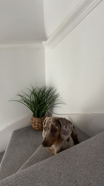 3 Year Old miniature dachshund